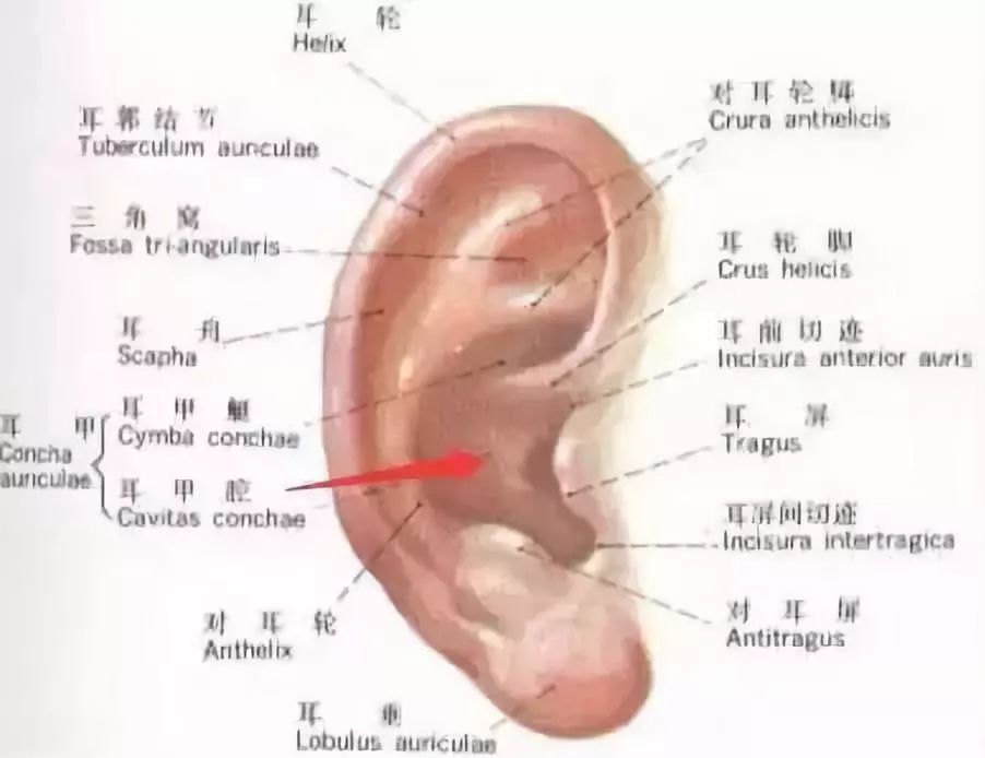 这么多种隆鼻材料，要怎么选？插图1
