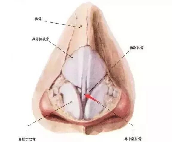 这么多种隆鼻材料，要怎么选？插图2