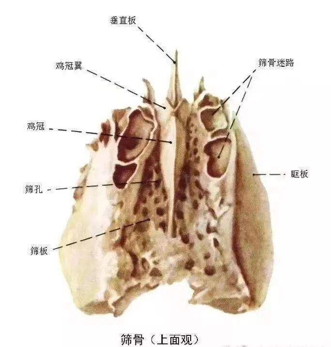 不想用假体隆鼻，还可以用什么？插图1