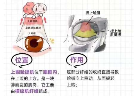 邸红亮双眼皮修复怎么样?这位医生在业界的名气高技术好!插图4 邸红亮双眼皮修复怎么样?这位医生在业界的名气高技术好!插图4