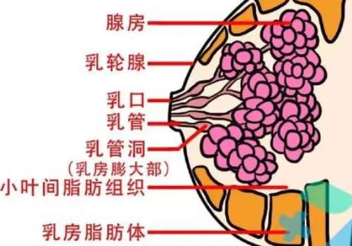 北京协和赵茹医生隆胸怎么样？医生介绍与科普知识更新！插图2