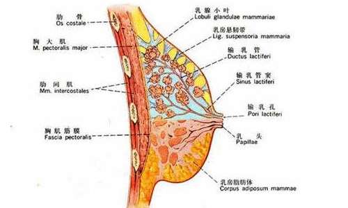 北京协和医院朱琳隆胸好不好?科普知识与科室详情更新!插图2 北京协和医院朱琳隆胸好不好?科普知识与科室详情更新!插图2