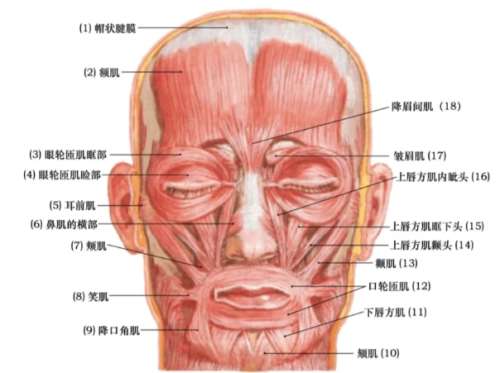 成都颌面外科厉害三个医生!名单来袭!速速围观插图4 成都颌面外科厉害三个医生!名单来袭!速速围观插图4