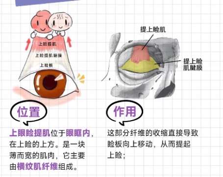 大连双眼皮修复好的医生?医生介绍插图4 大连双眼皮修复好的医生?医生介绍插图4
