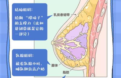 郑州脂肪隆胸手术价格怎么样?含人气医院详细介绍及项目价格表更新插图4 郑州脂肪隆胸手术价格怎么样?含人气医院详细介绍及项目价格表更新插图4