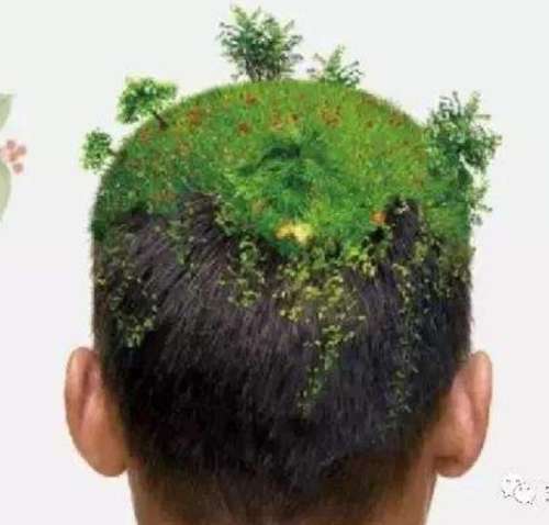 陈露露植发价格多少钱?技术怎么样?医生个人资料、坐诊机构插图1 陈露露植发价格多少钱?技术怎么样?医生个人资料、坐诊机构插图1