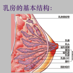 假体丰胸手术是否能以假乱真？