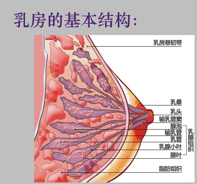 假体丰胸手术是否能以假乱真？